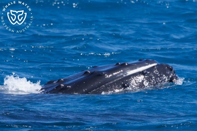 Whale Watch Western Australia