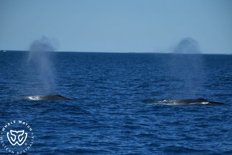 Whale Watch Western Australia