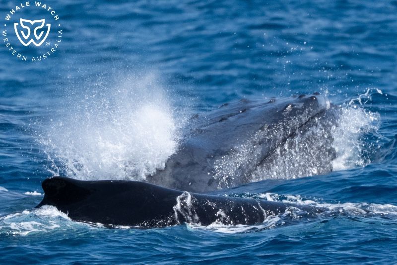 Whale Watch Western Australia
