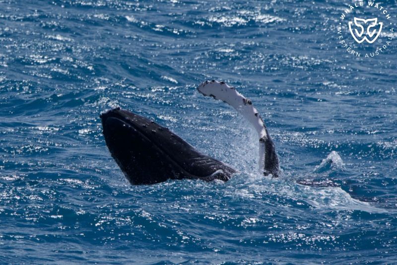 Whale Watch Western Australia