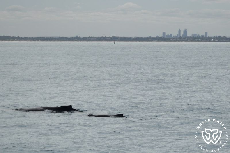 Whale Watch Western Australia