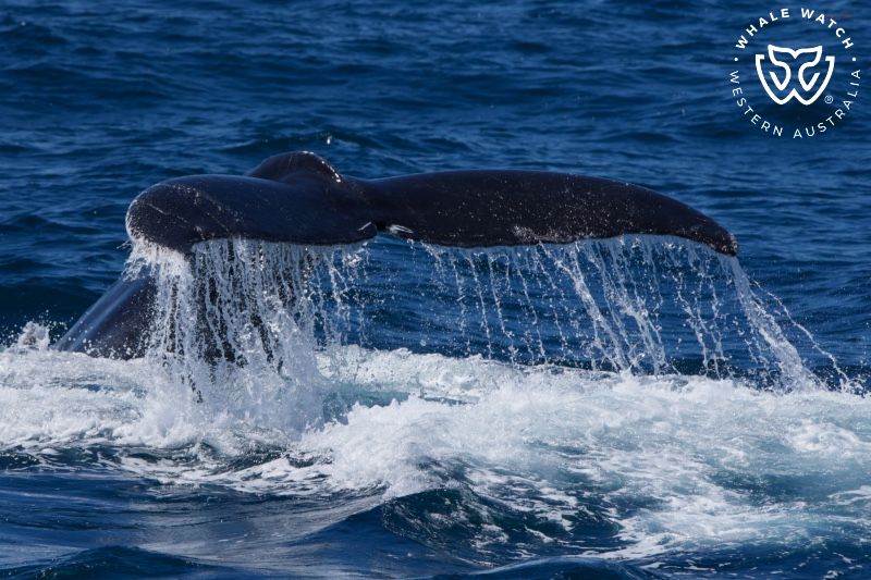 Whale Watch Western Australia