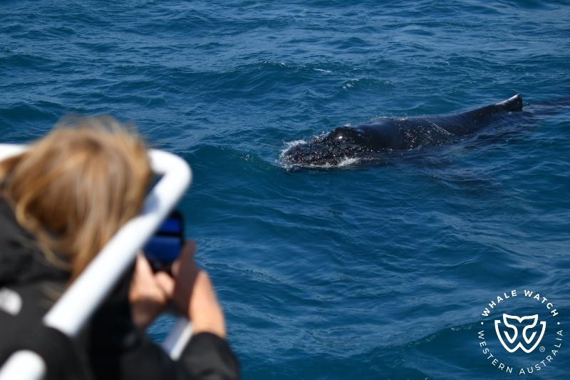 Whale Watch Western Australia