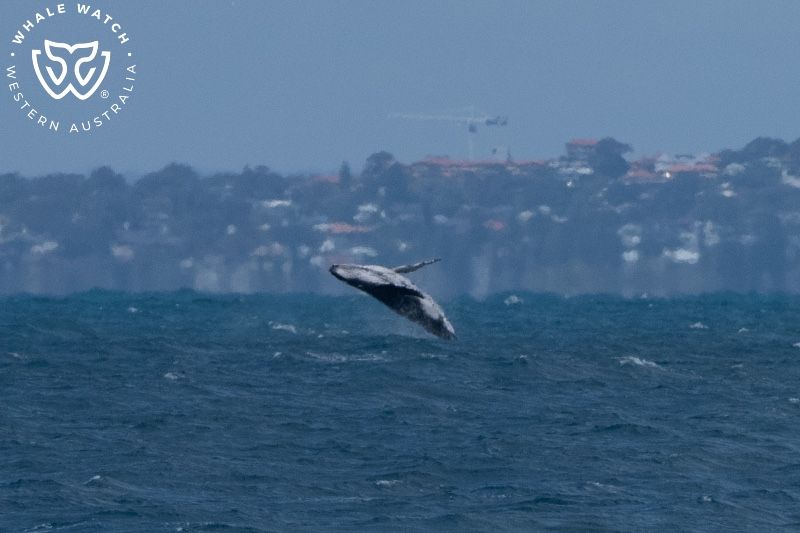 Whale Watch Western Australia