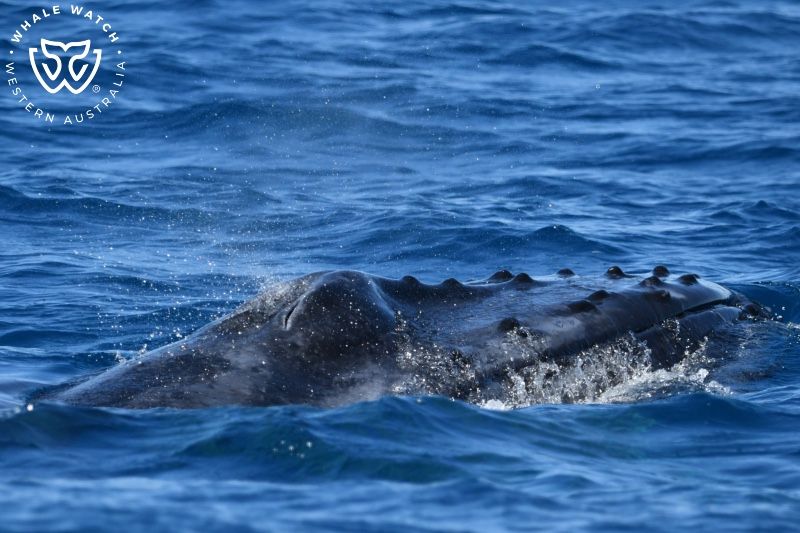 Whale Watch Western Australia