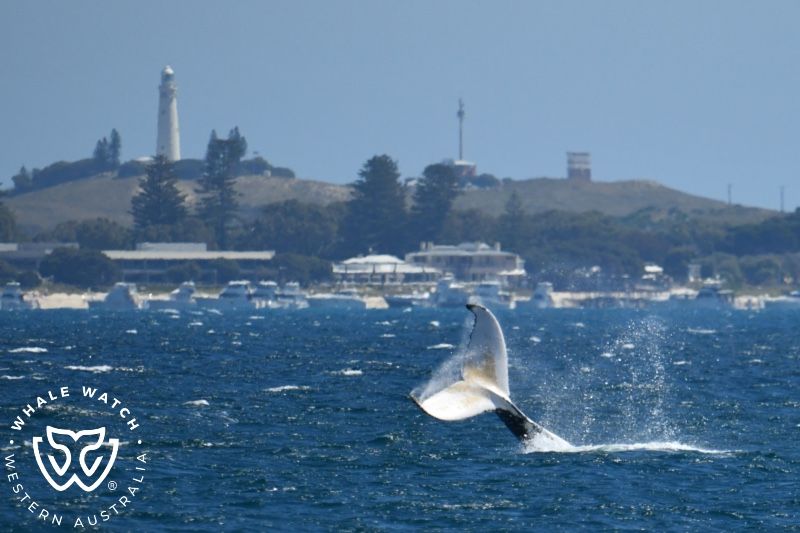 Whale Watch Western Australia