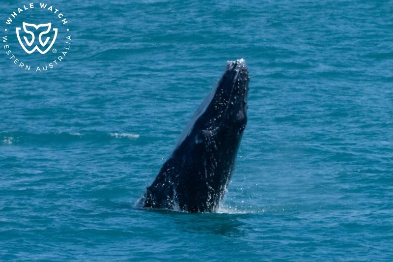 Whale Watch Western Australia