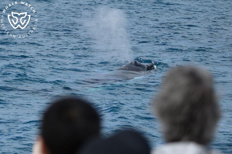 Whale Watch Western Australia
