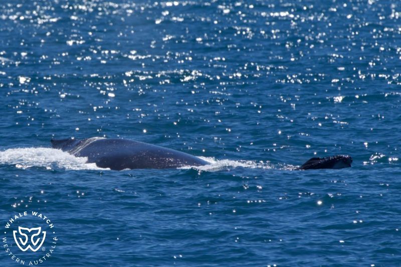 Whale Watch Western Australia