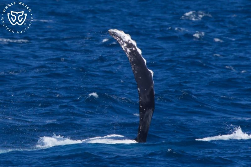 Whale Watch Western Australia