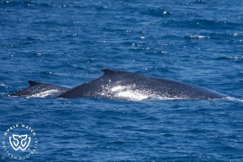 Whale Watch Western Australia