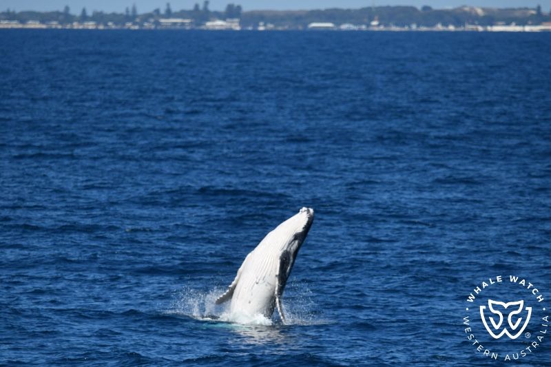 Whale Watch Western Australia