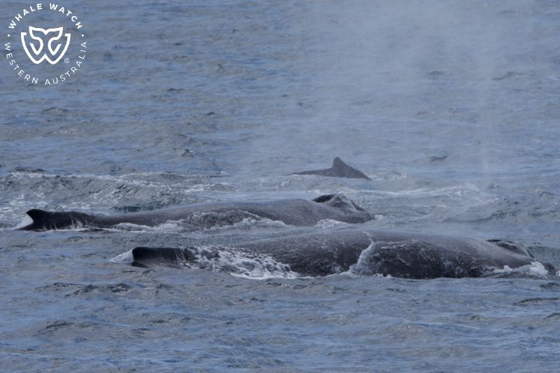 Whale Watch Western Australia