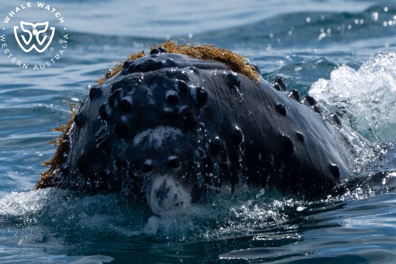 Whale Watch Western Australia