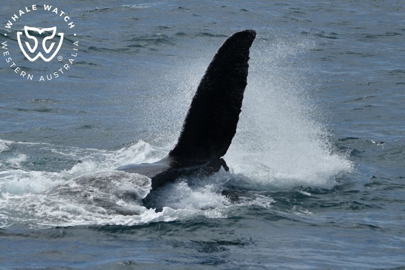 Whale Watch Western Australia