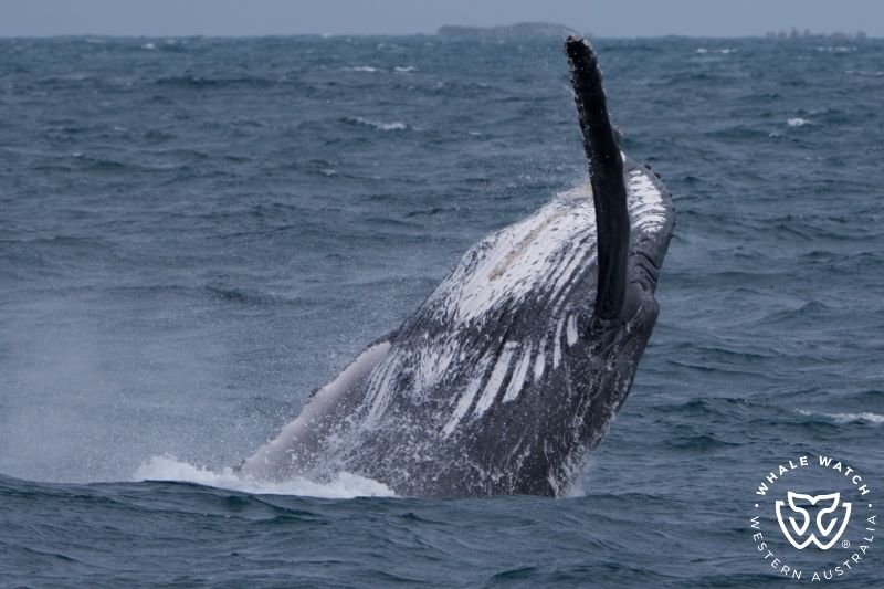 Whale Watch Western Australia