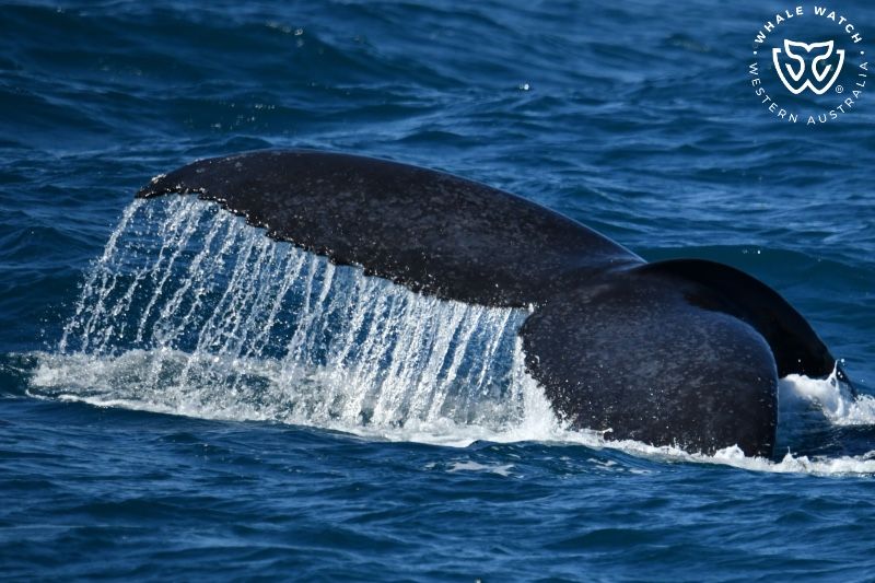 Whale Watch Western Australia