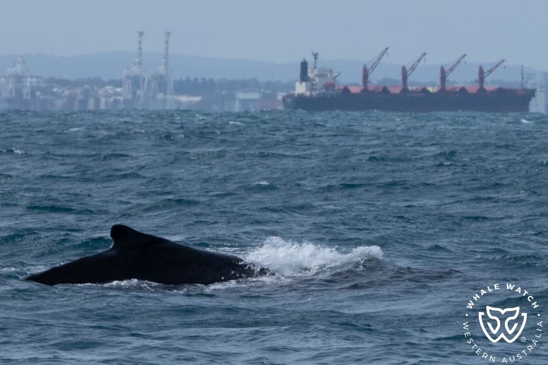 Whale Watch Western Australia
