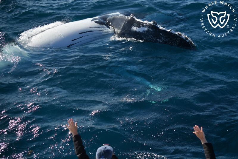 Whale Watch Western Australia