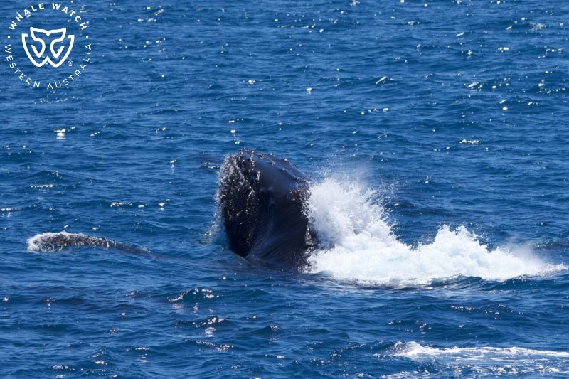 Whale Watch Western Australia