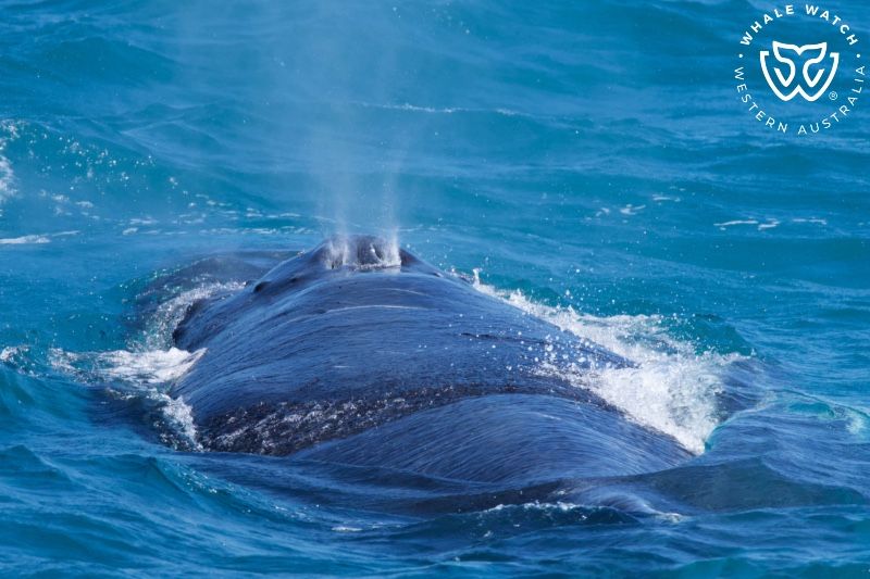Whale Watch Western Australia