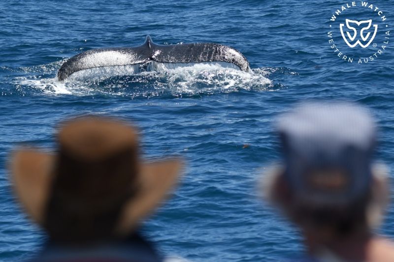 Whale Watch Western Australia