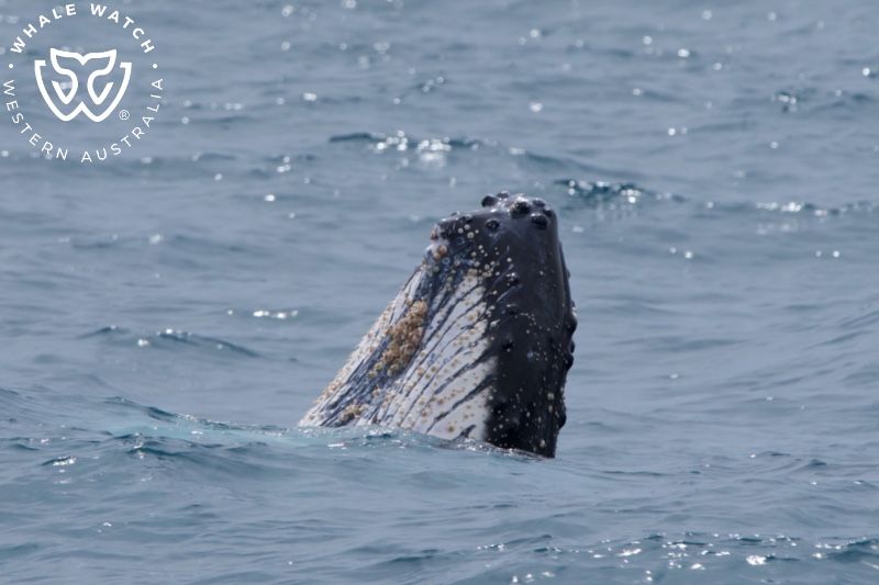 Whale Watch Western Australia