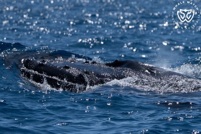 Whale Watch Western Australia