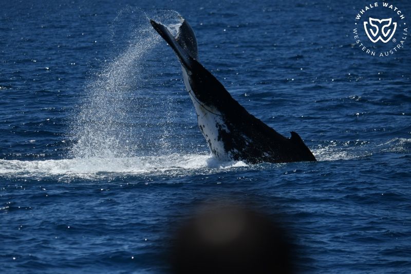 Whale Watch Western Australia