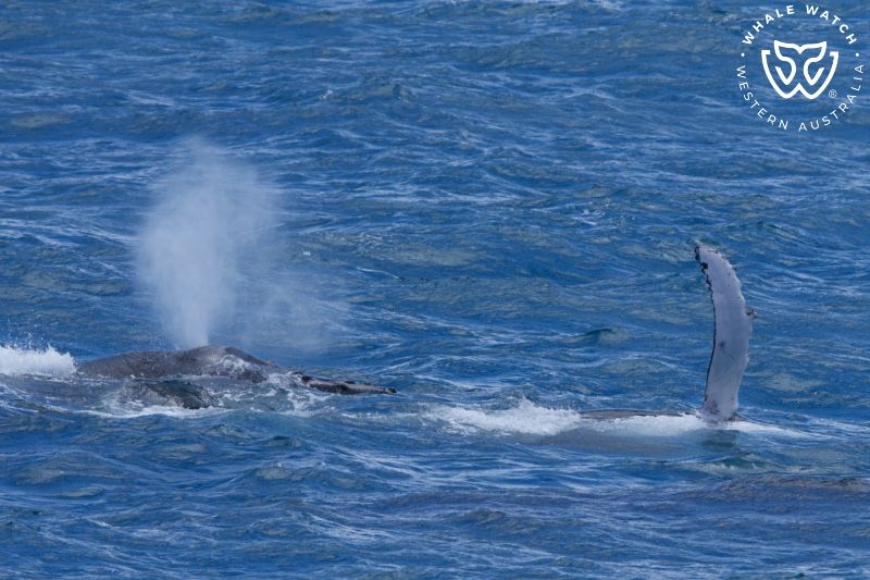Whale Watch Western Australia