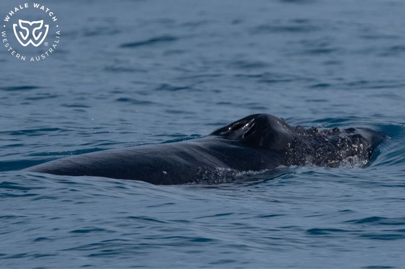 Whale Watch Western Australia