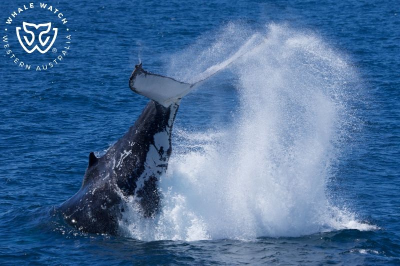 Whale Watch Western Australia