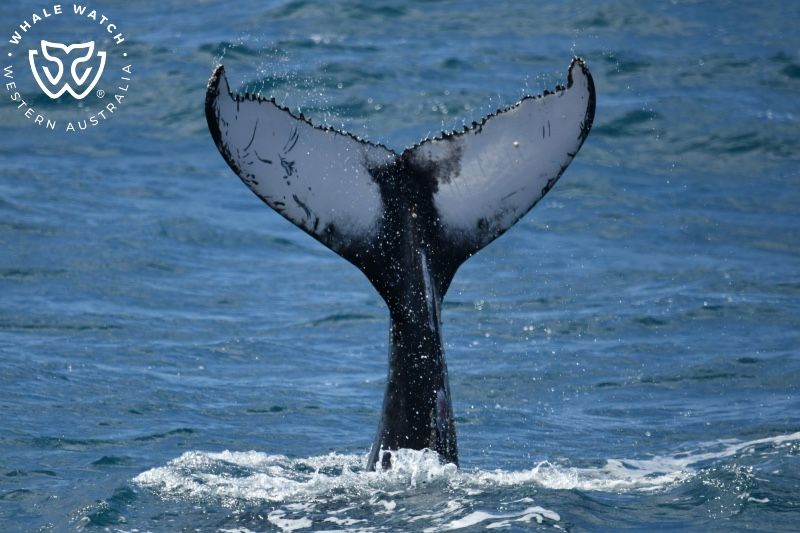 Whale Watch Western Australia