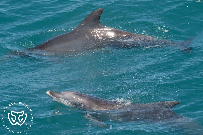 Whale Watch Western Australia