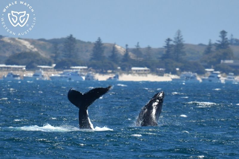 Whale Watch Western Australia