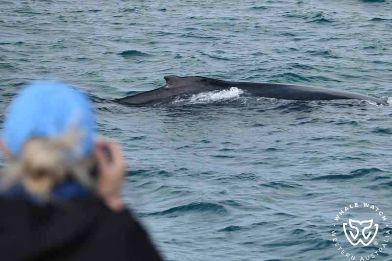 Whale Watch Western Australia