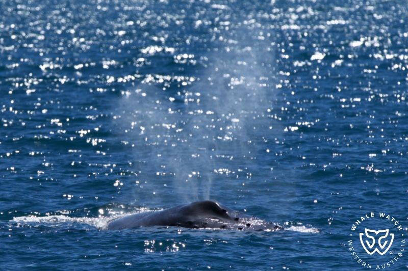 Whale Watch Western Australia