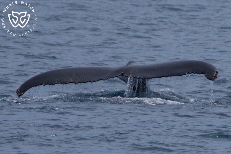 Whale Watch Western Australia