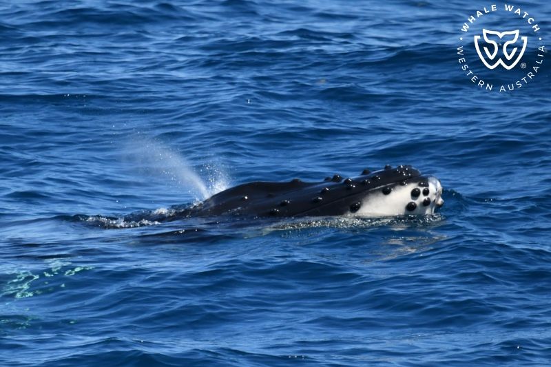 Whale Watch Western Australia