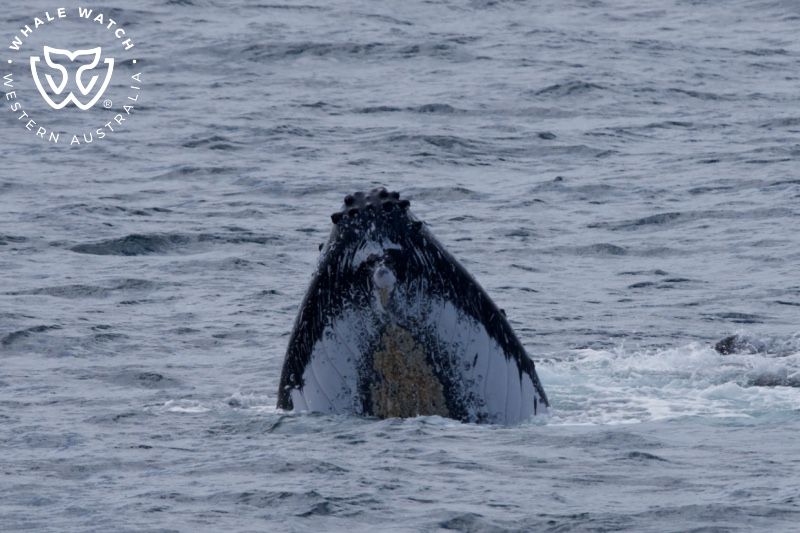 Whale Watch Western Australia