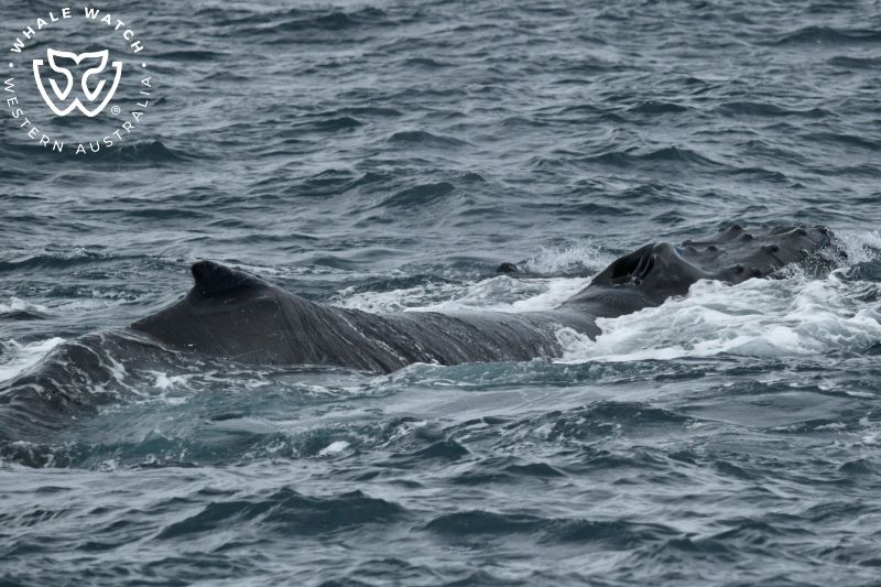 Whale Watch Western Australia