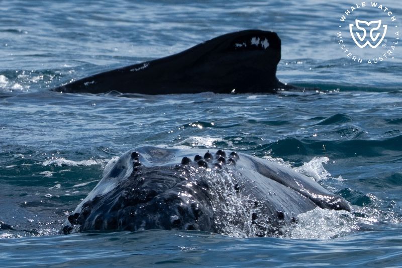 Whale Watch Western Australia
