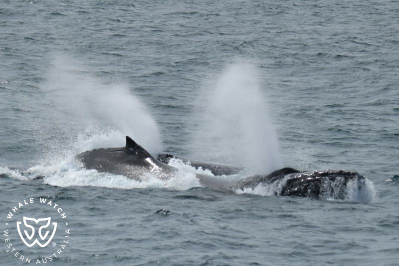 Whale Watch Western Australia
