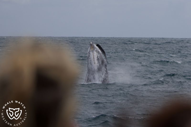 Whale Watch Western Australia