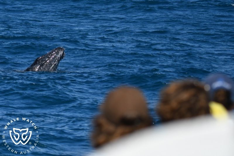 Whale Watch Western Australia