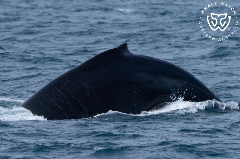 Whale Watch Western Australia