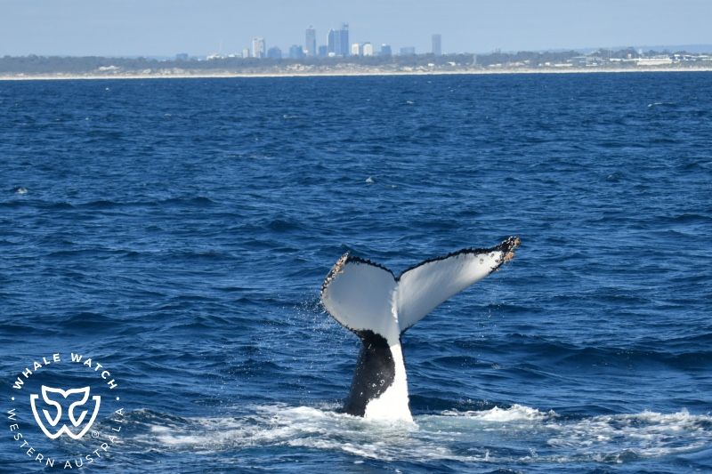 Whale Watch Western Australia