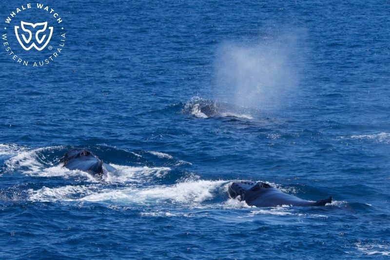 Whale Watch Western Australia