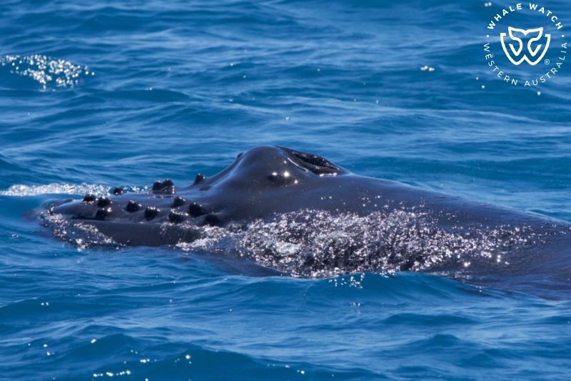 Whale Watch Western Australia