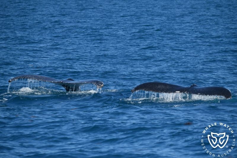 Whale Watch Western Australia